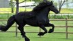 Avec sa belle crinière, il est élu comme le plus beau cheval du monde