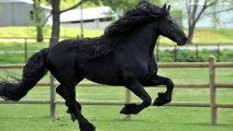 Avec sa belle crinière, il est élu comme le plus beau cheval du monde