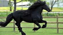 Avec sa belle crinière, il est élu comme le plus beau cheval du monde