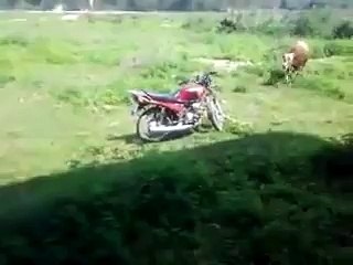quando um touro se apaixona por uma moto