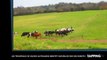 Les troupeaux de vaches australiens bientôt surveillés par des robots ! (Vidéo)