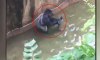 400 Pound Gorilla Grabs Child Whos Fallen into Habitat