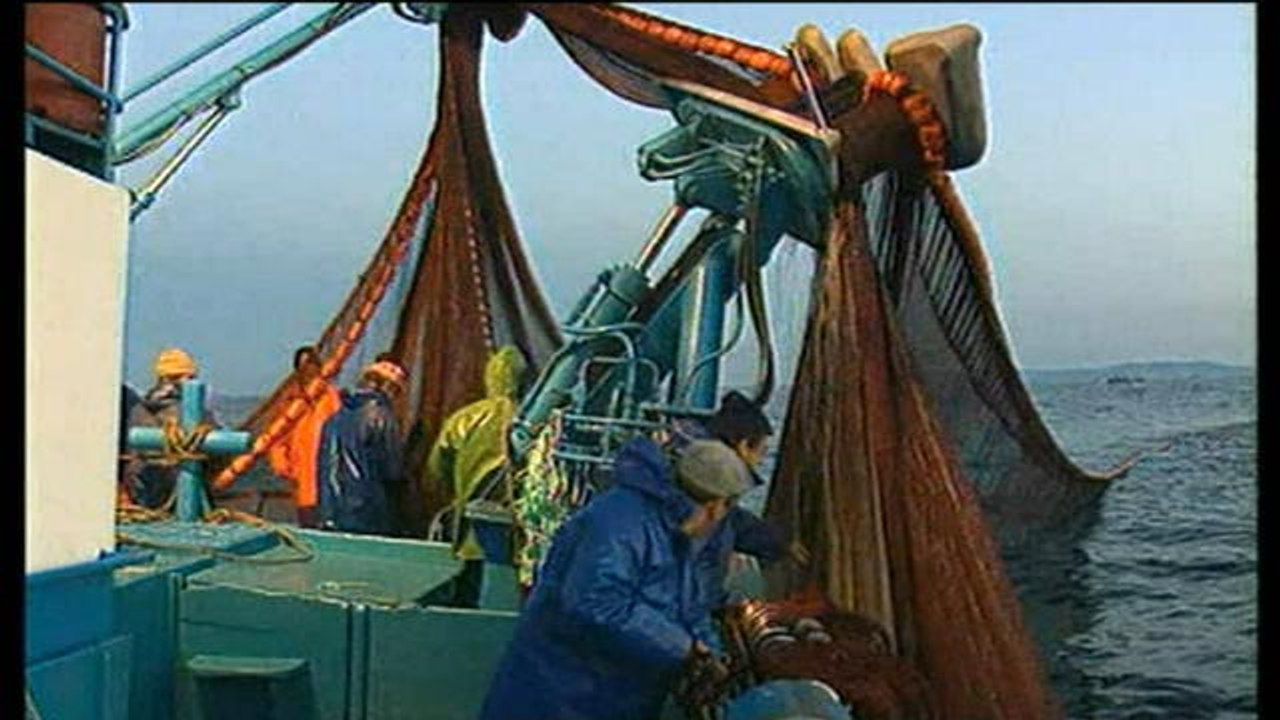 WWF alerte sur la surconsommation de poisson - Le 30/05/2016 à 19h00