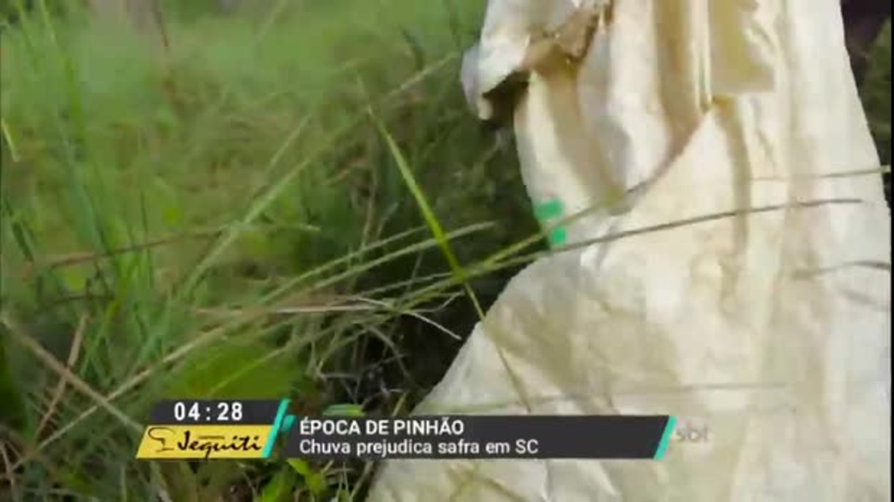 Chuva prejudica colheita nesta época de Pinhão