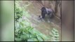 Gorilla grabs child who's fallen into habitat at Cincinnati Zoo  Gorilla Grabs C