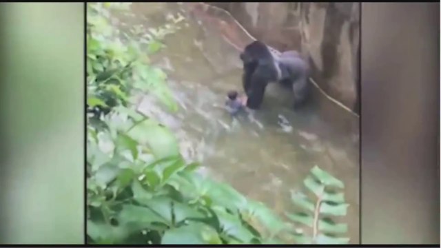 Gorilla grabs child who's fallen into habitat at Cincinnati Zoo Gorilla Grabs C
