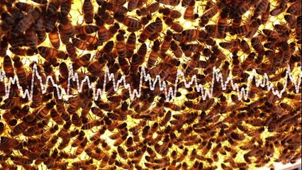 Avez-vous peur des abeilles?