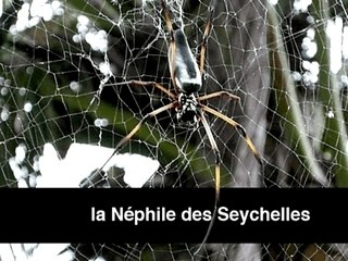 Araignées des Seychelles - 2 -