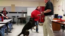 Dangerous Dog Assessing & Handling Workshop - Steve Austin (29/08/15) 7