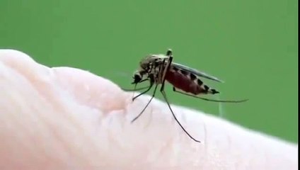 a female mosquitoes feed on human blood