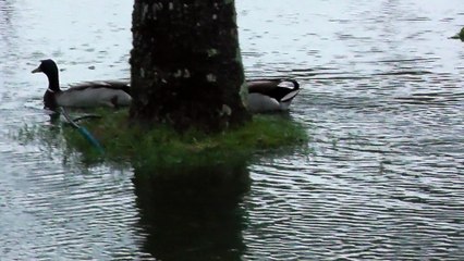 Canards nageant dans le jardin