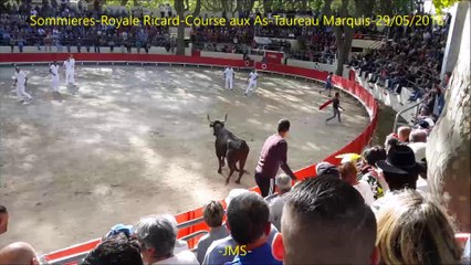 Royale Ricard-Marquis-Course camarguaise As-Sommieres-29/05/2016