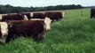 20 Registered 4 yr old Heavy bred Herefords n Wharton tx