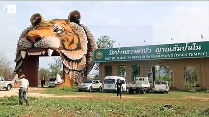 Trasladados más de 100 tigres al "Templo del Tigre" de Tailandia