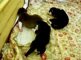 Siberian Husky Puppies 10 days old