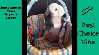 Funny Animals Vines May 2016 part 20   BestChoiceVine