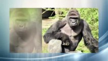 gorilla Harambe dragging 4-year-old boy at Cincinnati zoo