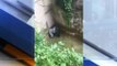Child falls into Cincinnati Zoo gorilla enclosure