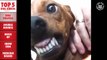 Incredible Dog Videos of the Week Compilation 2016