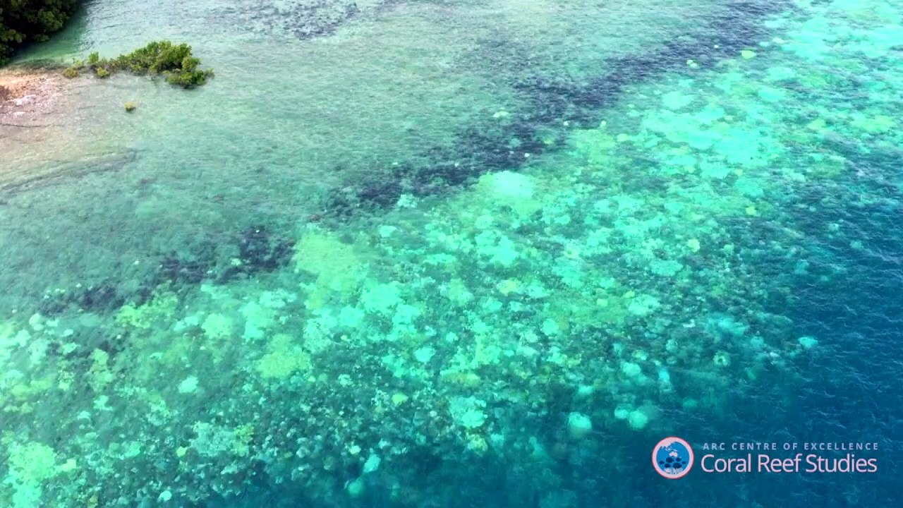 نفوق واسع للمرجان في الحاجز الاسترالي الكبير