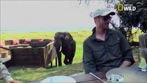 Un éléphant s'invite au repas