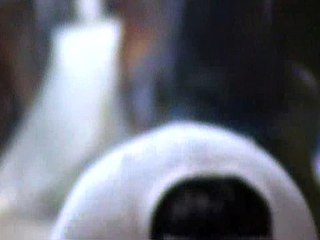 4th Fight (Migba 4 Stag Derby 29 Dec.2010)