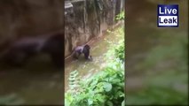Gorilla killed after 4 year old falls into zoo enclosure at Cincinnati Zoo - VIDEO