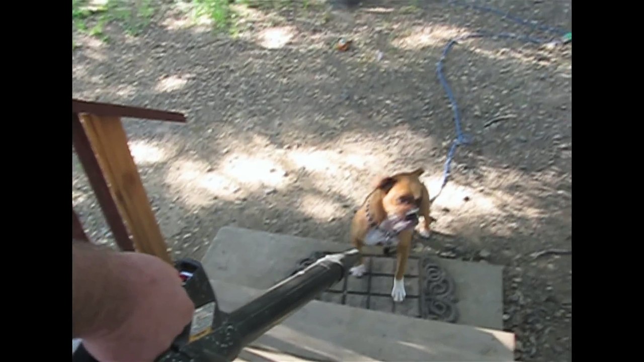 Cute Dog Vs. Leafblower