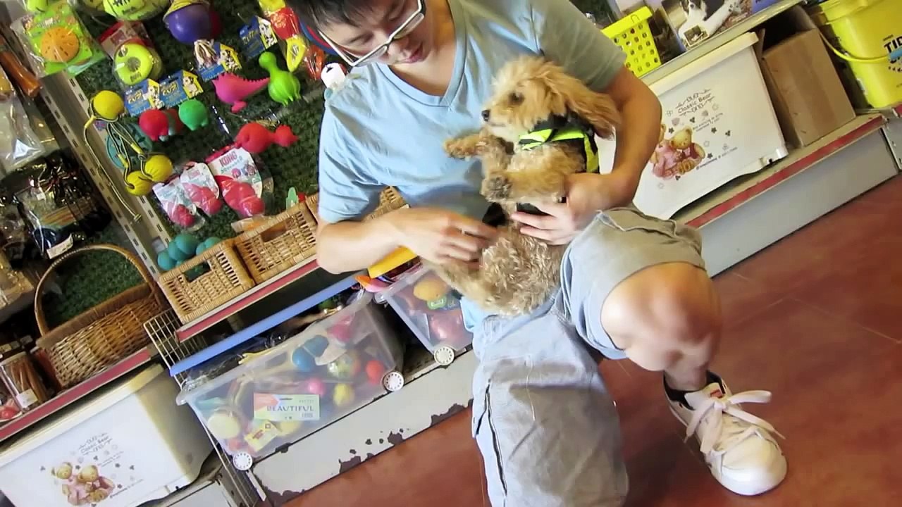 Cute doggies learn to SWIM!