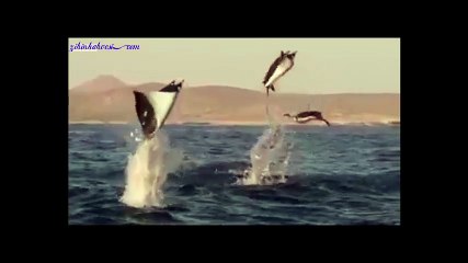 Vatozların muhteşem gösterisi