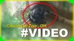 Gorilla grabs child who's fallen into habitat at Cincinnati Zoo Gorilla Grabs Child Whos Fallen int0 2016