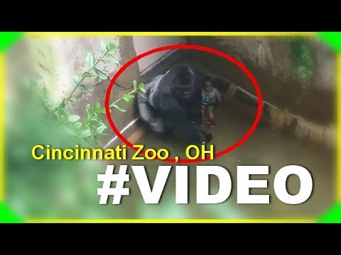 Gorilla grabs child who's fallen into habitat at Cincinnati Zoo Gorilla Grabs Child Whos Fallen int0 2016