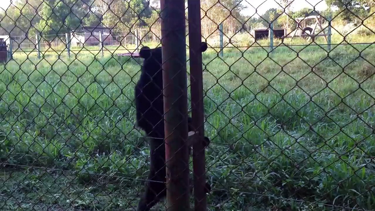 Bear walking upright