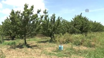 Kiraz Üreticisinin "Tatlı" Heyecanı