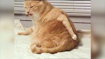 Cat Scratches Butt
