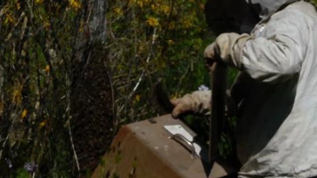 Récupération d'un essaim d'abeille