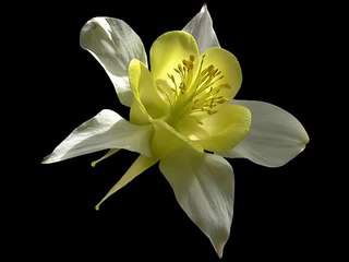 گۆرانی كوردی_ قوربانی ئه-و ده-نگه-ت بم Kurdish Music