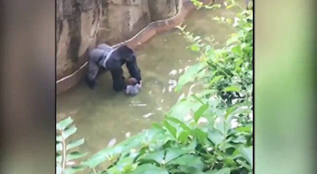  Video gorilla yang ditembak mati