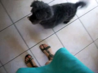Moki - On va faire pipi ?