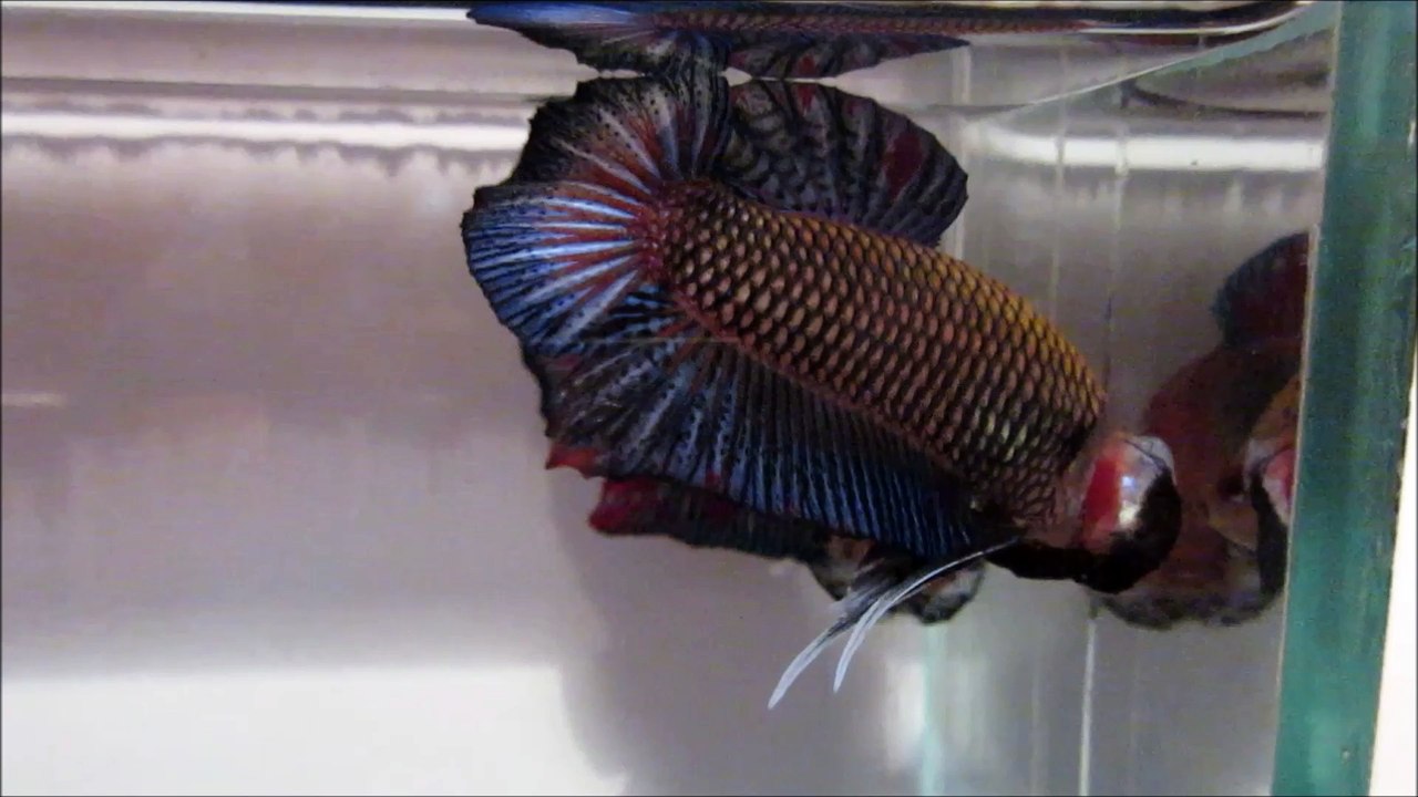 PS3, KK avant Dijon 2016.mp4, KK  avant Dijon 2016