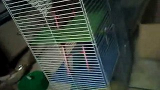 2 chatas fazendo um video sobre hamster!!