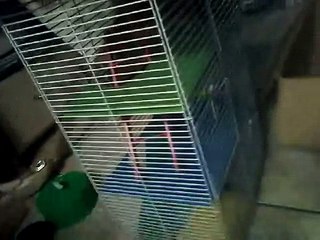 2 chatas fazendo um video sobre hamster!!