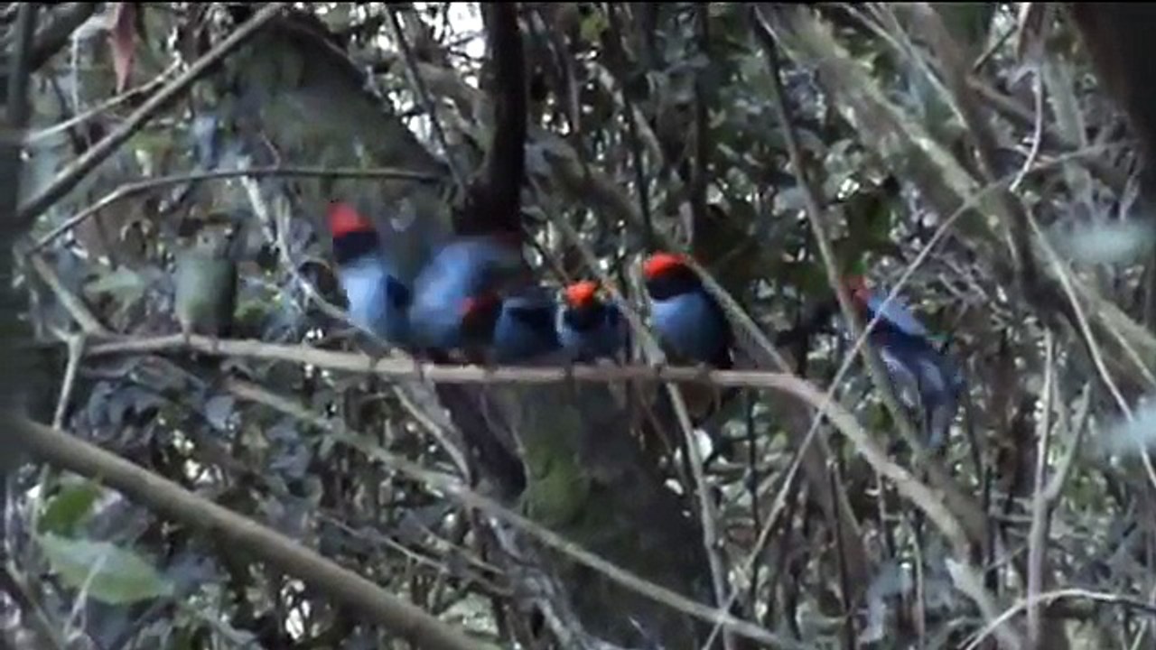 Ces oiseaux bleus s'alignent tous derrière l'oiseau vert. Ce qui se produit alors ? INCROYABLE.