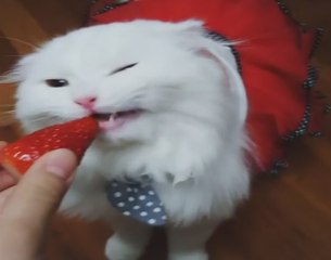 Белая кошечка кушает клубнику .