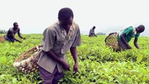 Kayonza Growers Tea Factory, Uganda - Equator Prize 2015 Winner