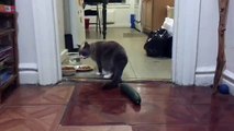 Funny Cats Scared of Cucumbers   Cats vs Cucumber Prank Gone Wrong ► Cats and Cucumbers Compilation