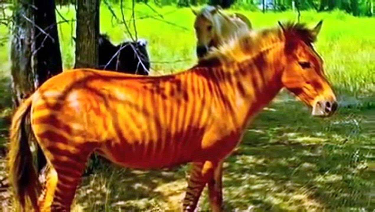 شاهد اجمل حيوانات تعرضت للانقرض لن تصدق