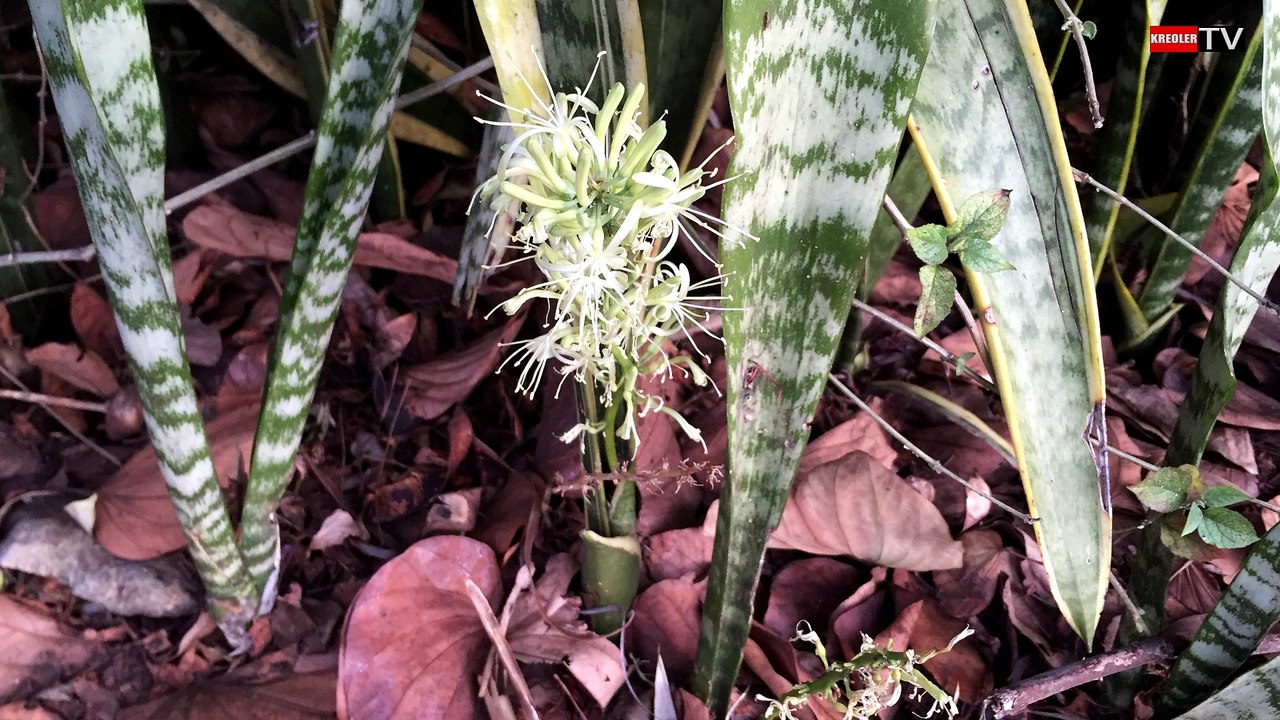 Langue de belle mère - Flore importée à la Réunion