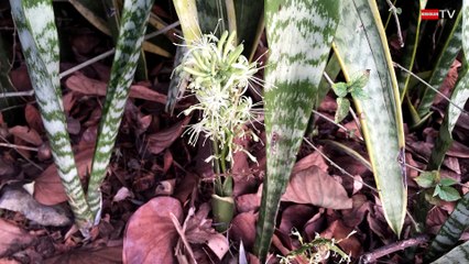 Langue de belle mère - Flore importée à la Réunion