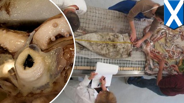 Unleashing the Kraken: New study shows giant squids could be bigger than the size of a school bus